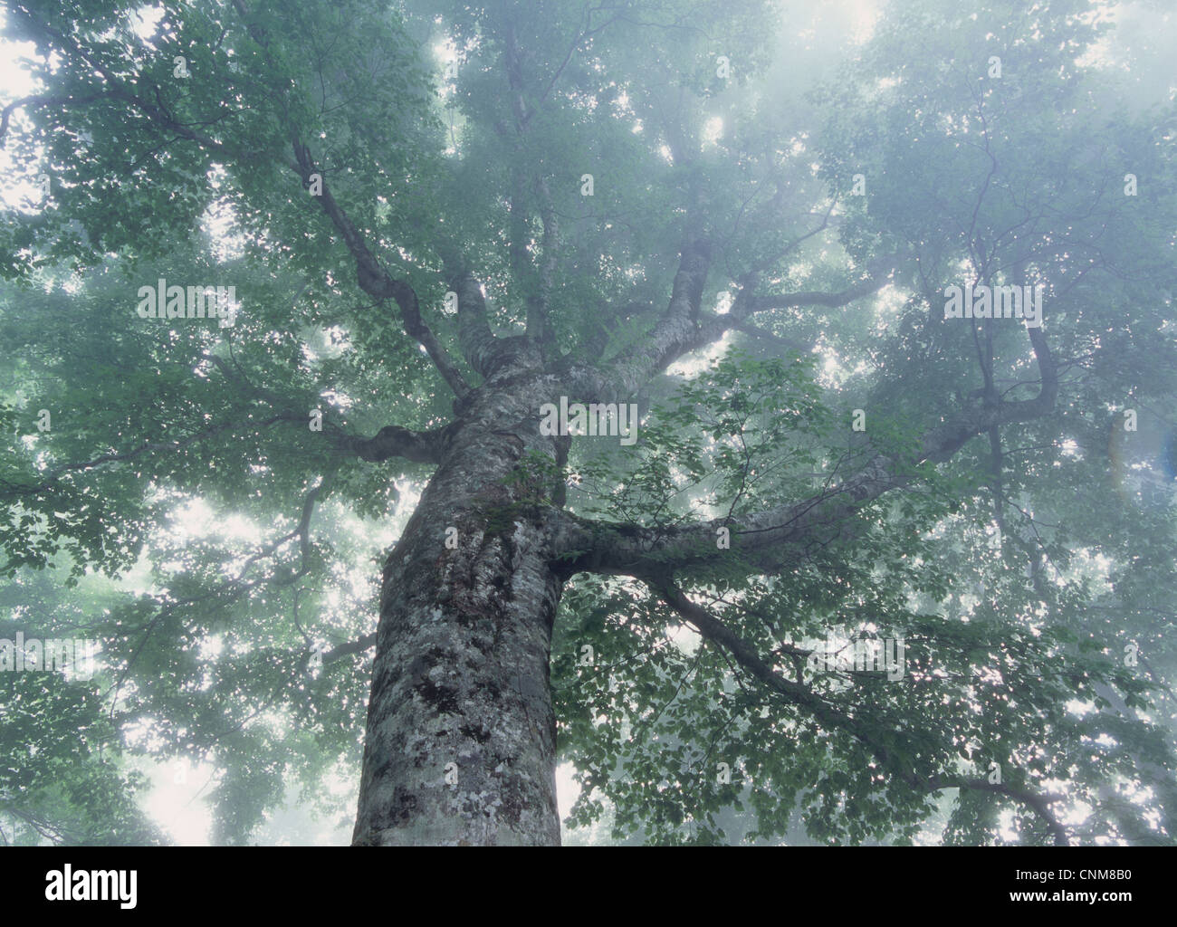 Mother Tree of Shirakami Sanchi, Nishimeya, Nakatsugaru, Aomori, Japan