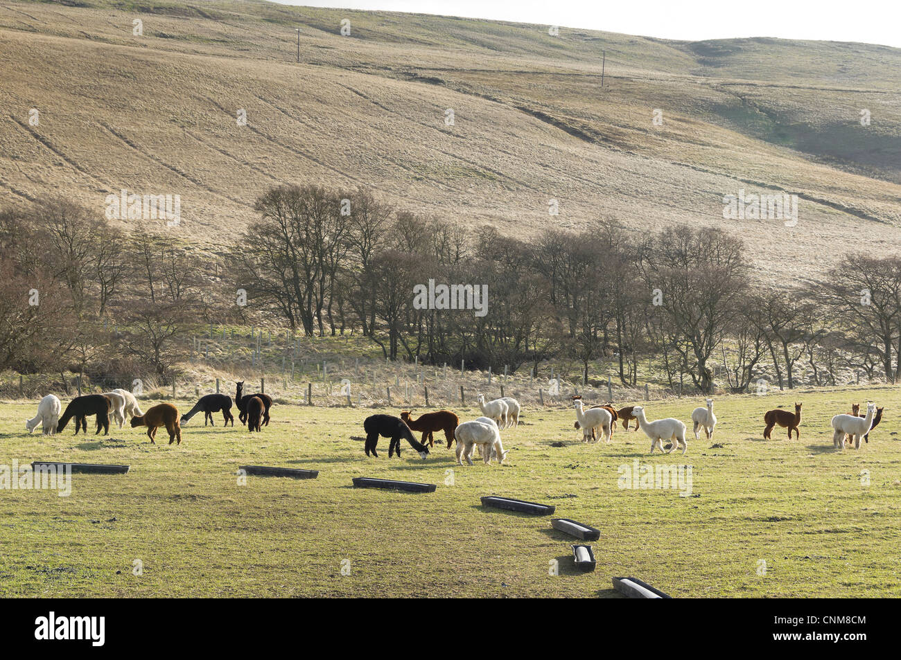 Alpacas in the landscape of Redesdale, Northumberland, near Otterburn