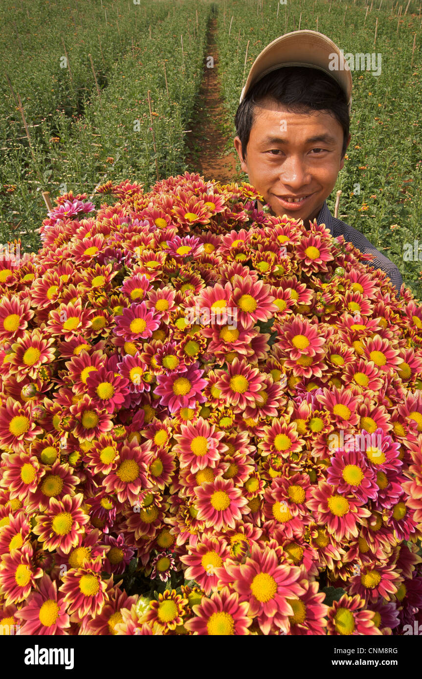 Burmese flower picker, Pyin Oo Lwin. Maymyo, near Mandalay, Burma. Mandalay Stock Photo Alamy