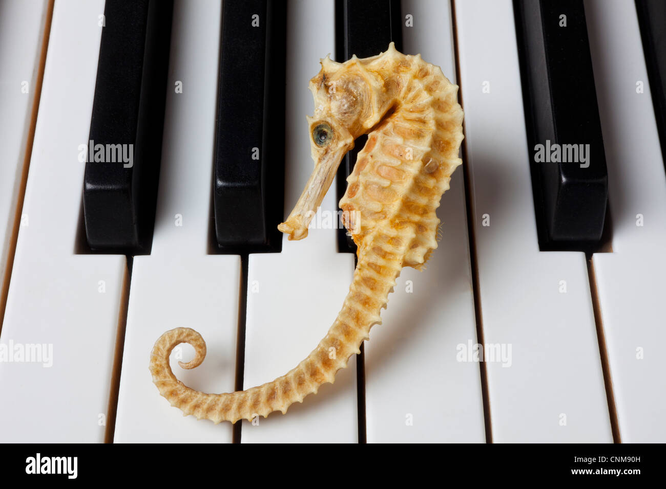 Seahorse on piano keys Stock Photo