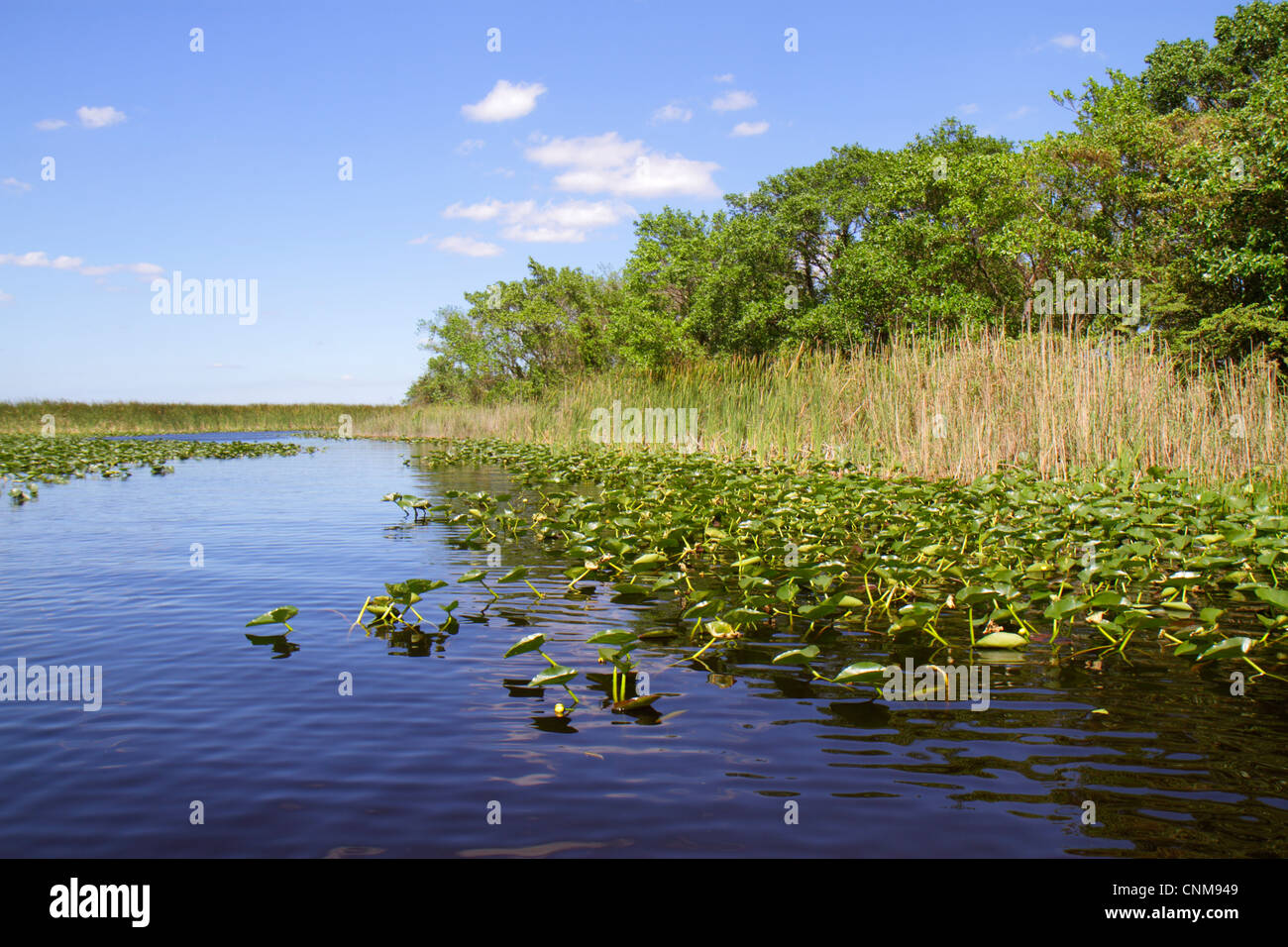 Fort Ft. Lauderdale Florida,Everglades Wildlife Management Area,Water Conservation Area 3A,Holiday Park,sawgrass,Cladium jamaicense,Nuphar advena,spat Stock Photo