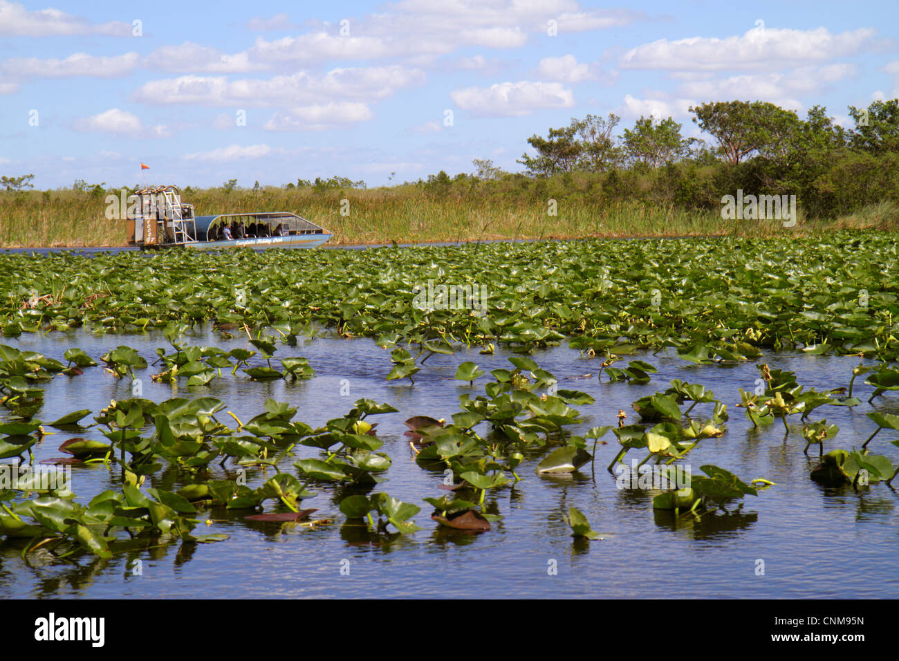 Fort Ft. Lauderdale Florida,Everglades Wildlife Management Area,Water Conservation Area 3A,Holiday Park,sawgrass,Cladium jamaicense,Nuphar advena,spat Stock Photo