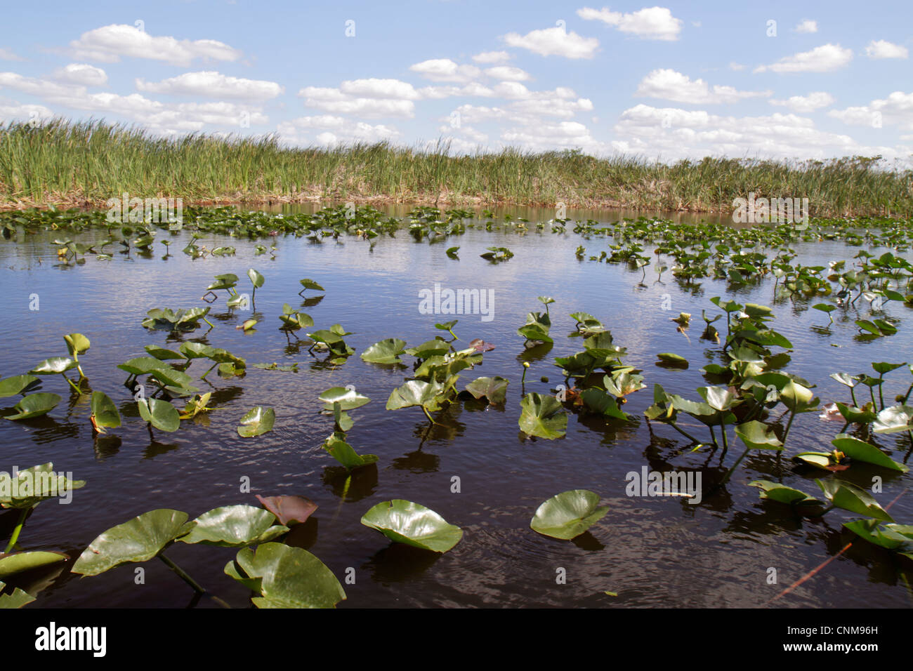 Fort Ft. Lauderdale Florida,Everglades Wildlife Management Area,Water ...