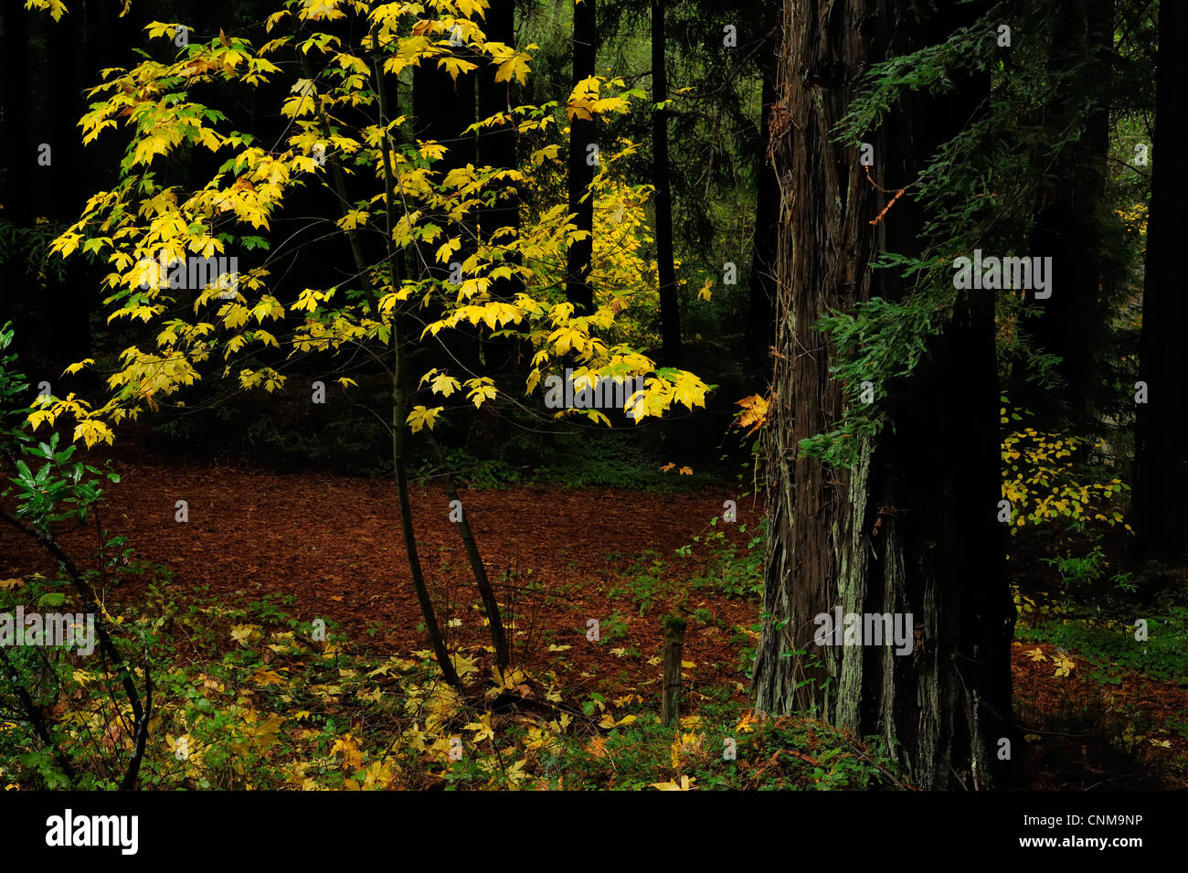 Redwood and Big Leaf Maple in Fall, near La Honda, CA Stock Photo