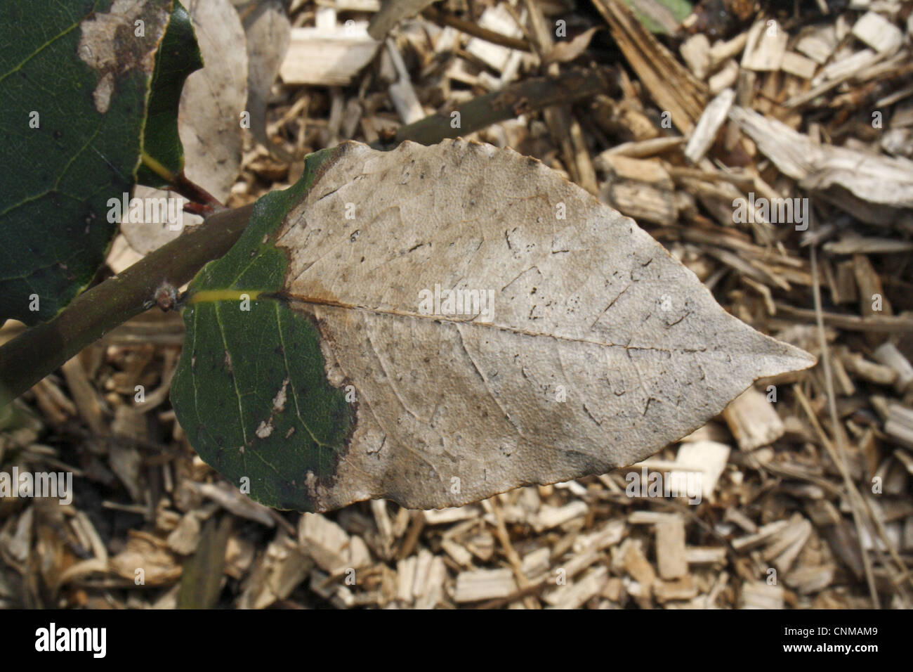 Bay tree frost damage hires stock photography and images Alamy