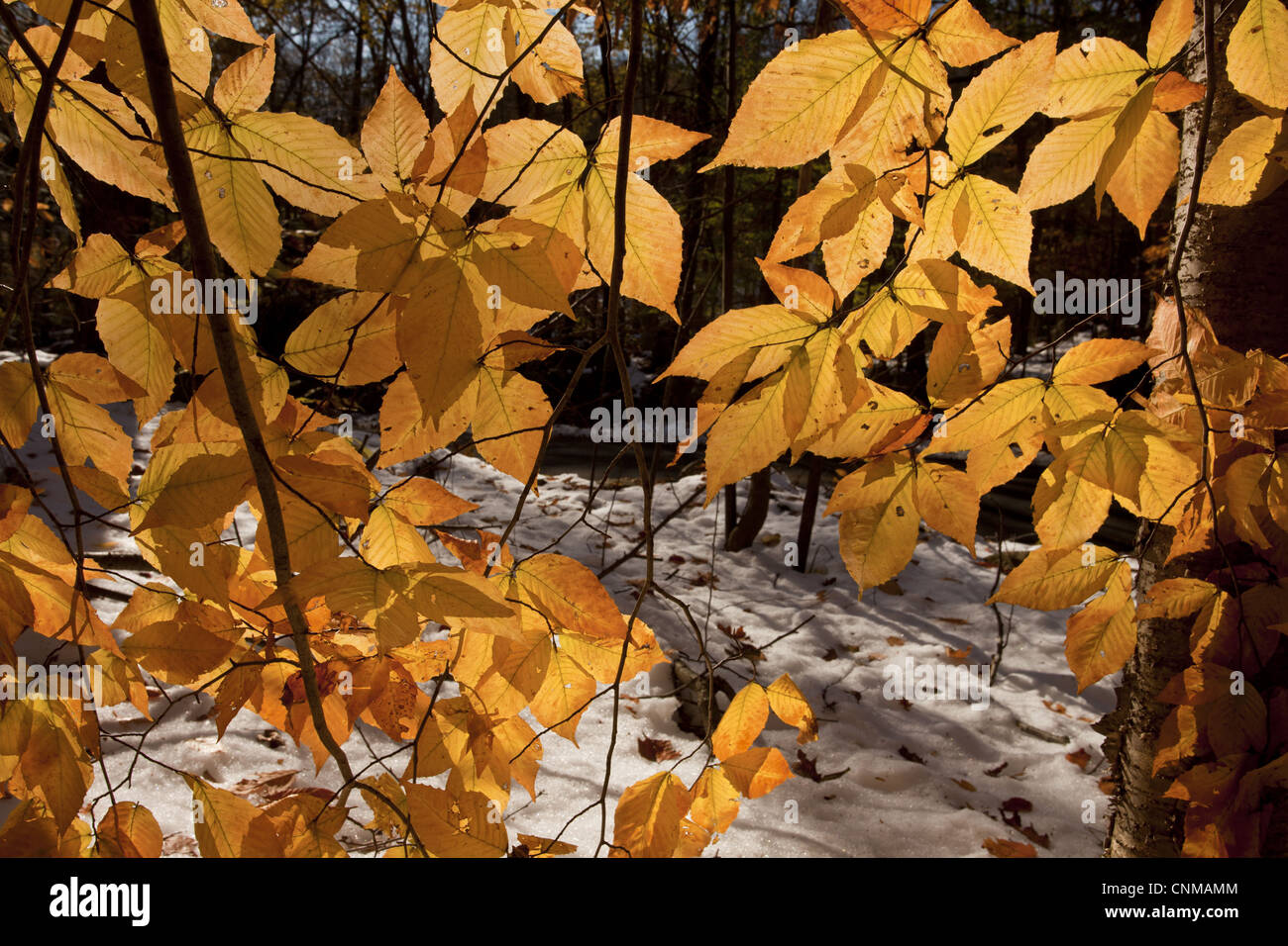 American Beech Fagus grandifolia close-up leaves autumn colour growing snow covered woodland Taconic Parkway New York State Stock Photo