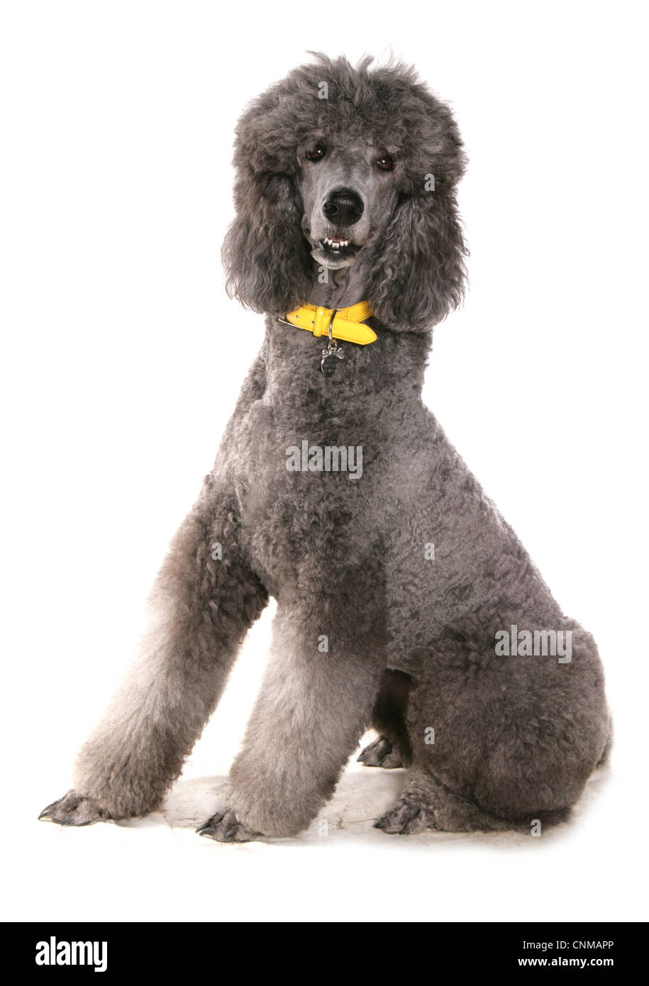Domestic Dog, Giant Poodle, adult, sitting, with collar and tag Stock Photo