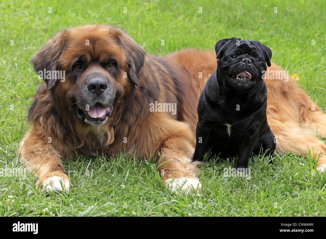 Domestic Dog, Pug and German Beardog, two adults, sitting and laying on grass, Hockenheim, Baden-Wurttemberg, Germany, july Stock Photo