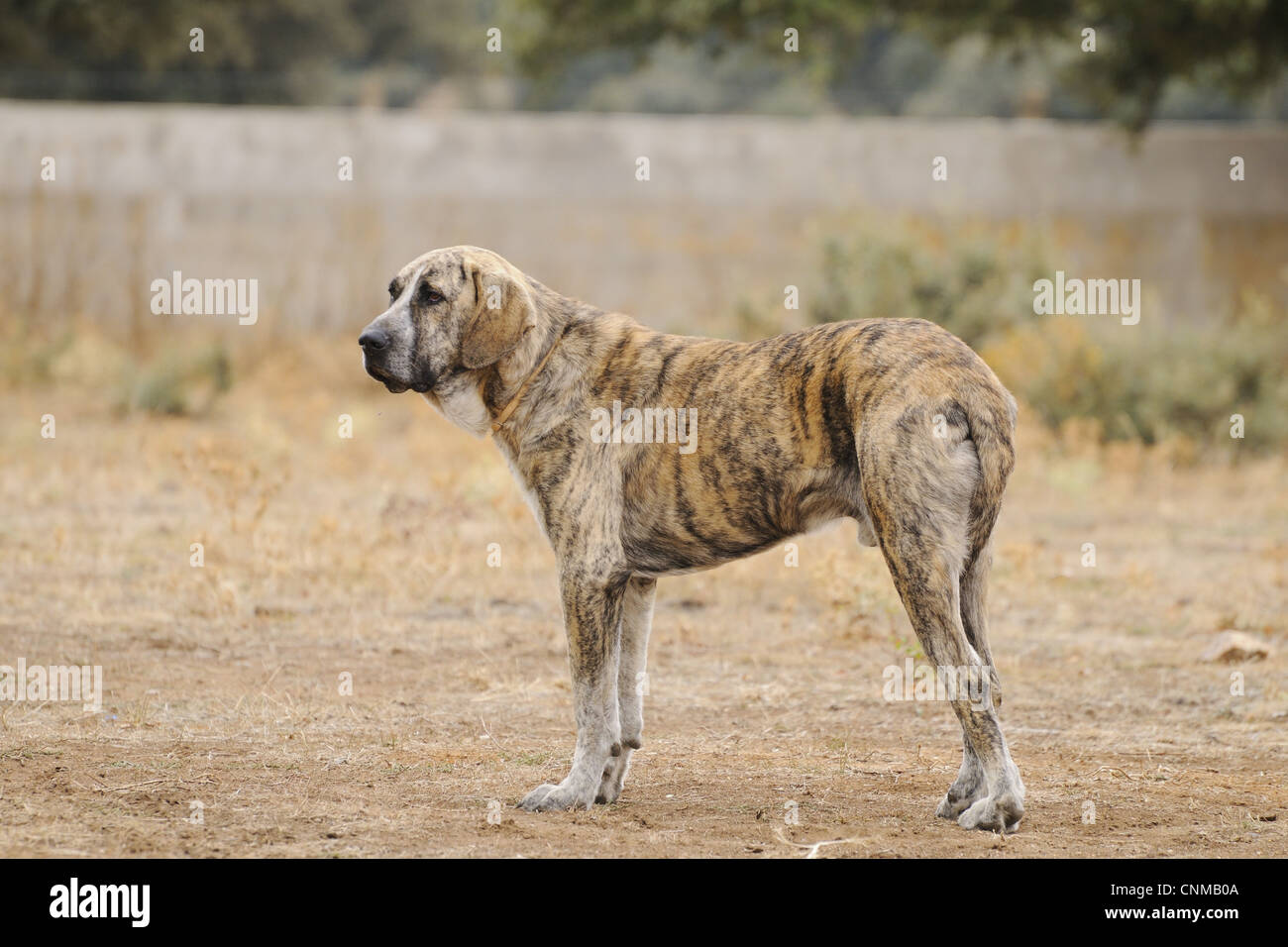 spanish cattle dog