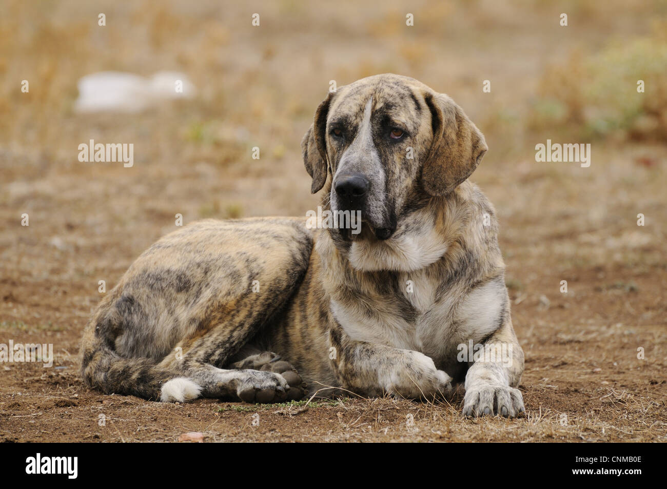 spanish cattle dog