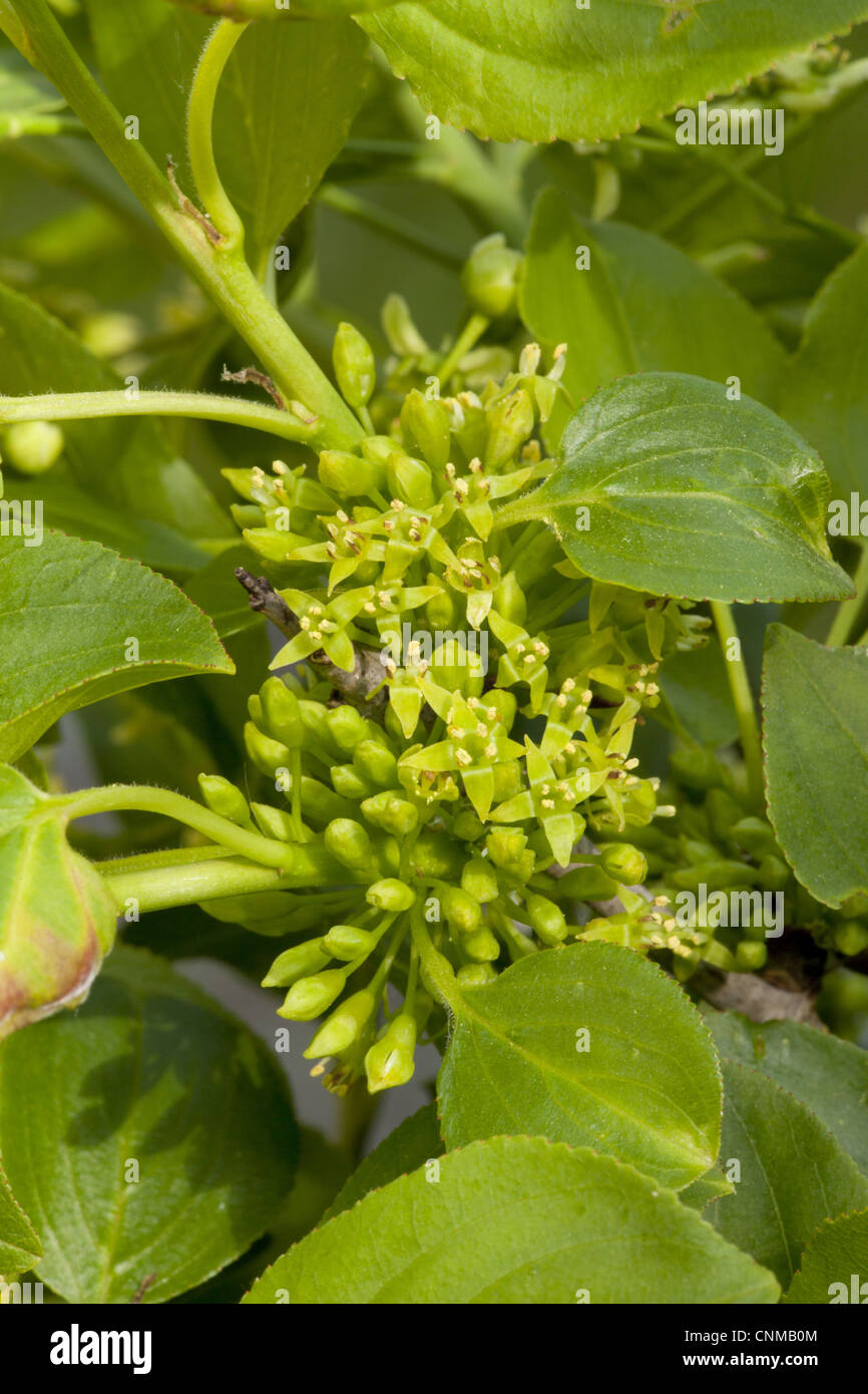Common Buckthorn (Rhamnus catharticus) close-up of flowers, Dorset, England, may Stock Photo
