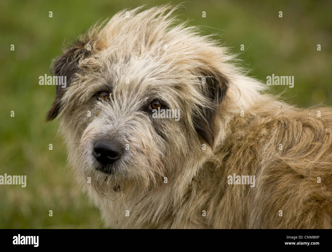 Sheep head outlet dog