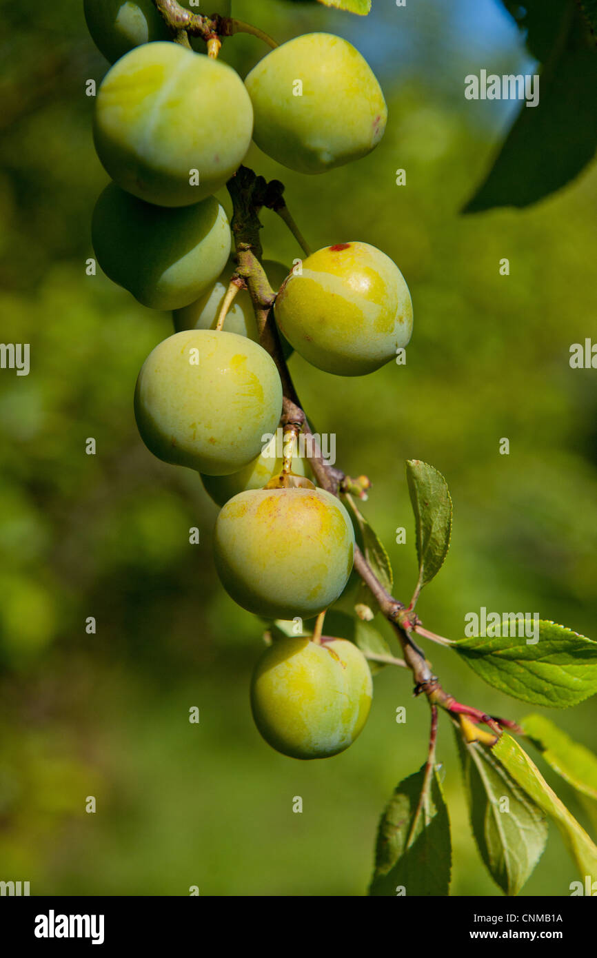Damson Prunus domestica var insititia 'Mirabelle Golden Sphere' close
