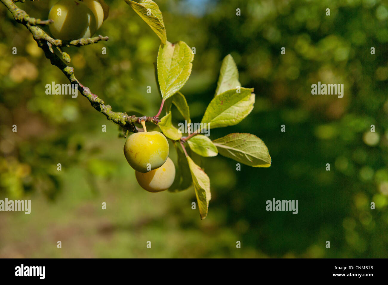 Damson Prunus domestica var insititia 'Mirabelle Golden Sphere' close
