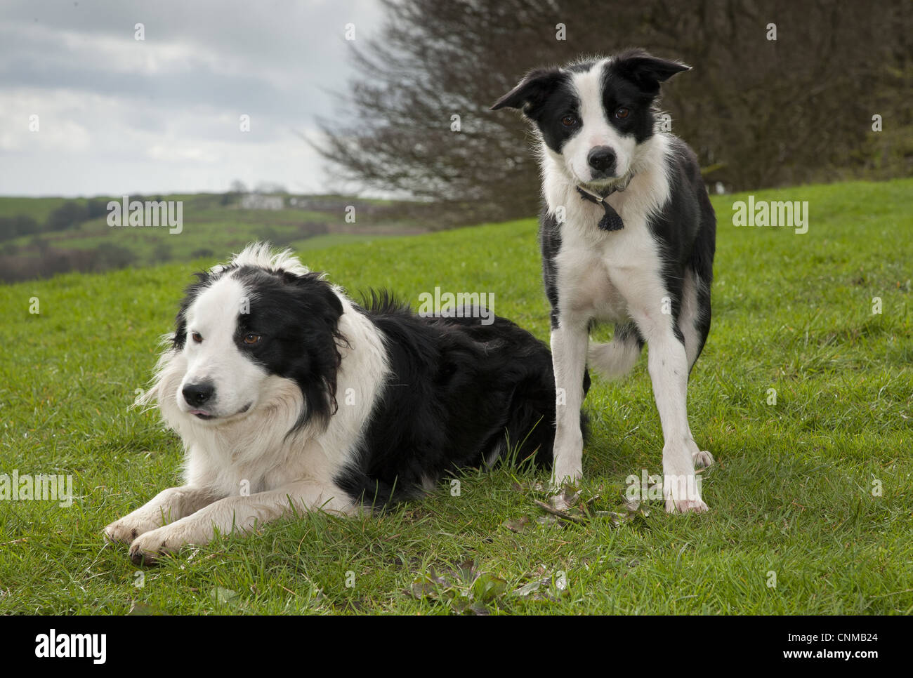 Domestic Dog, Border Collie sheepdog, adult and puppy, in pasture