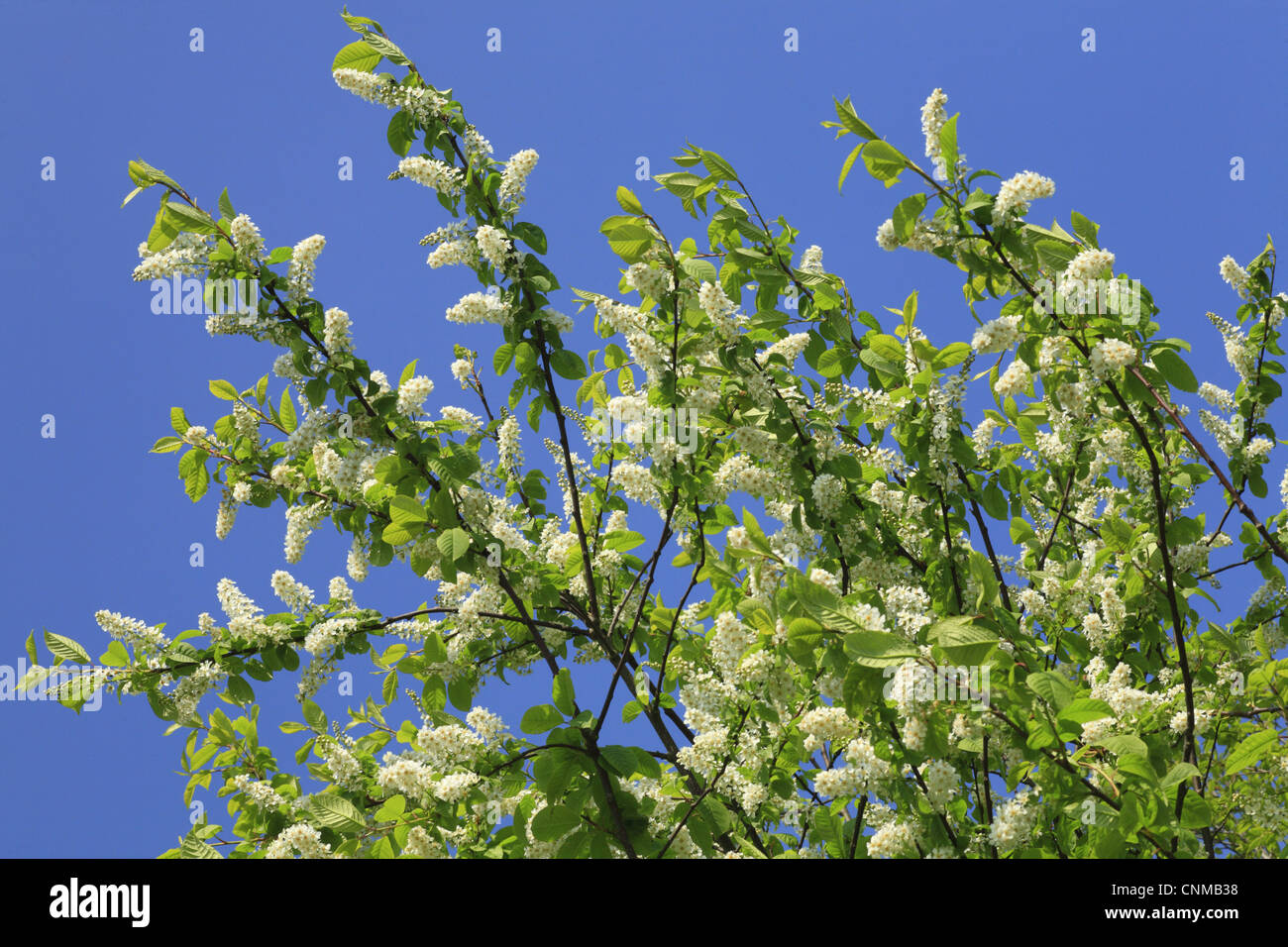 Bird Cherry (Prunus padus) flowering, Powys, Wales, april Stock Photo