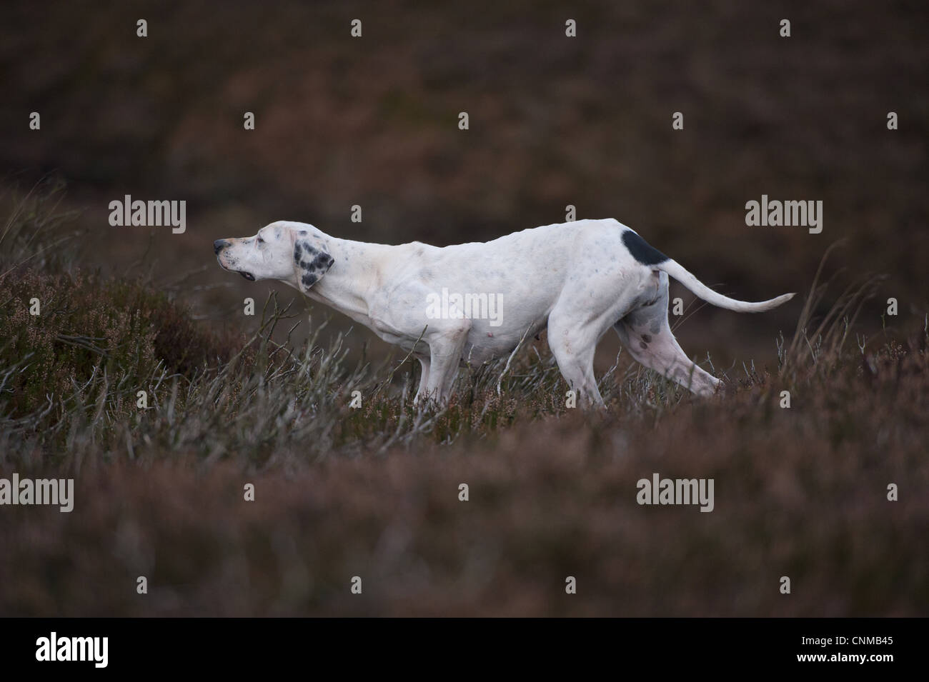 Domestic Dog, English Pointer, adult, pointing towards grouse on grouse moor, West Yorkshire, England, november Stock Photo