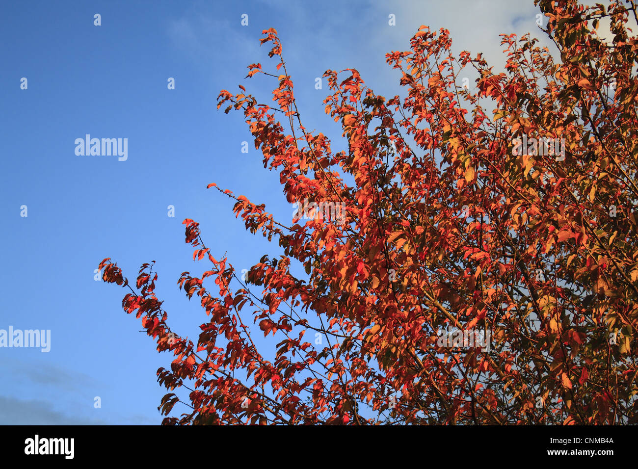 Wild Cherry (Prunus avium) leaves in autumn colour, Bacton, Suffolk, England, october Stock Photo