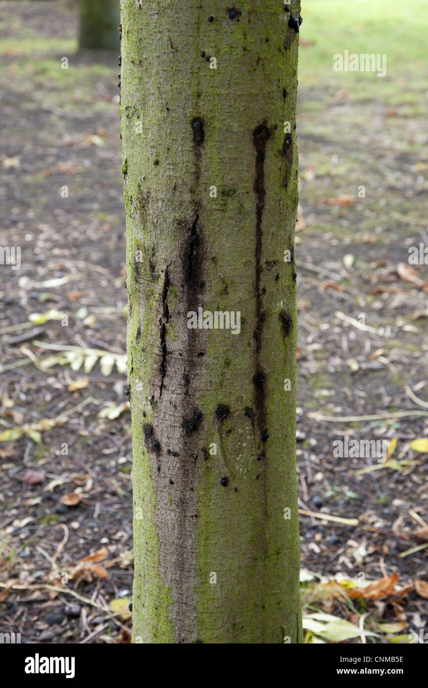 Horse Chestnut Aesculus hippocastanum close-up 10 year old trunk ...