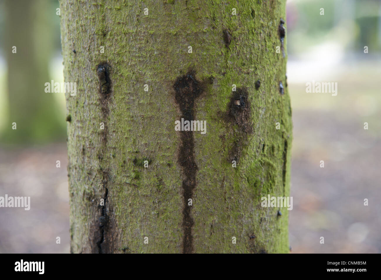 Horse Chestnut Aesculus hippocastanum close-up ten-year old trunk ...