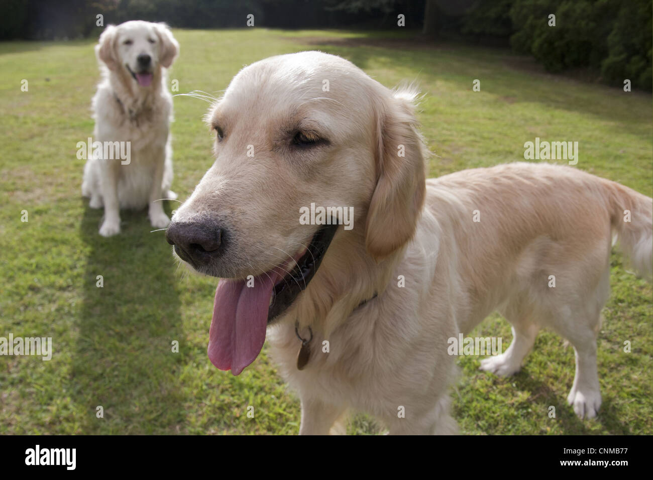 golden retriever adult dogs for sale