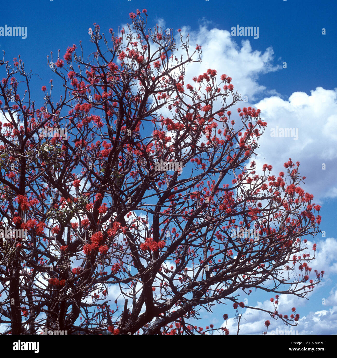 Tree - Coral (Erythrina abyssinica) showing branch in flower. Stock Photo