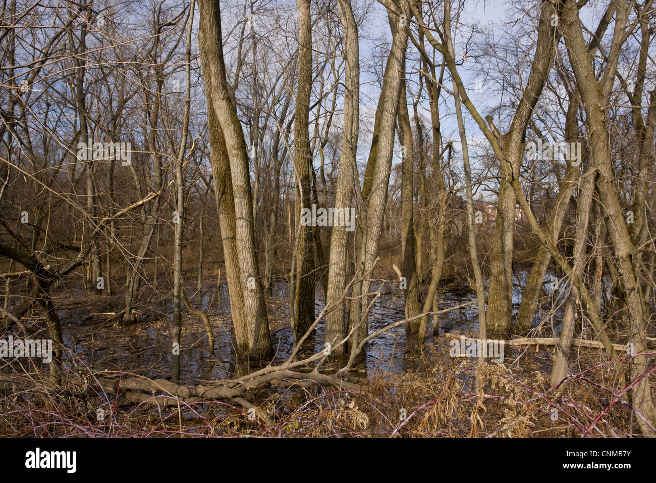 Eastern Cottonwood (Populus deltoides) valley woodland habitat, Mohawk River, near Albany, New York State, U.S.A., december Stock Photo