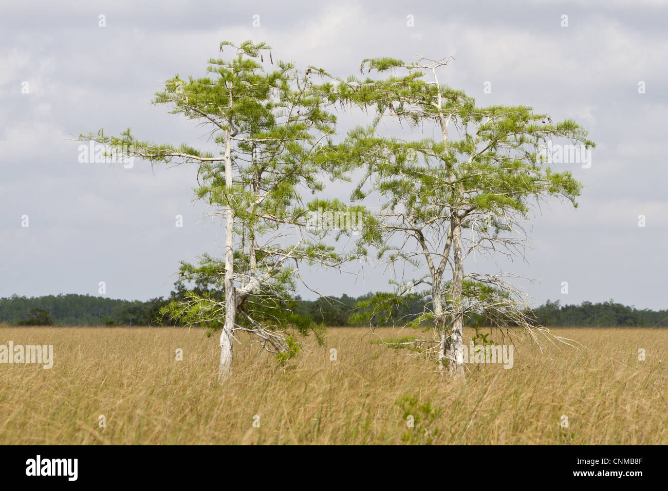 Swamp Cypress (Taxodium distichum) habit, young trees in sawgrass habitat, Everglades, Florida, U.S.A. Stock Photo