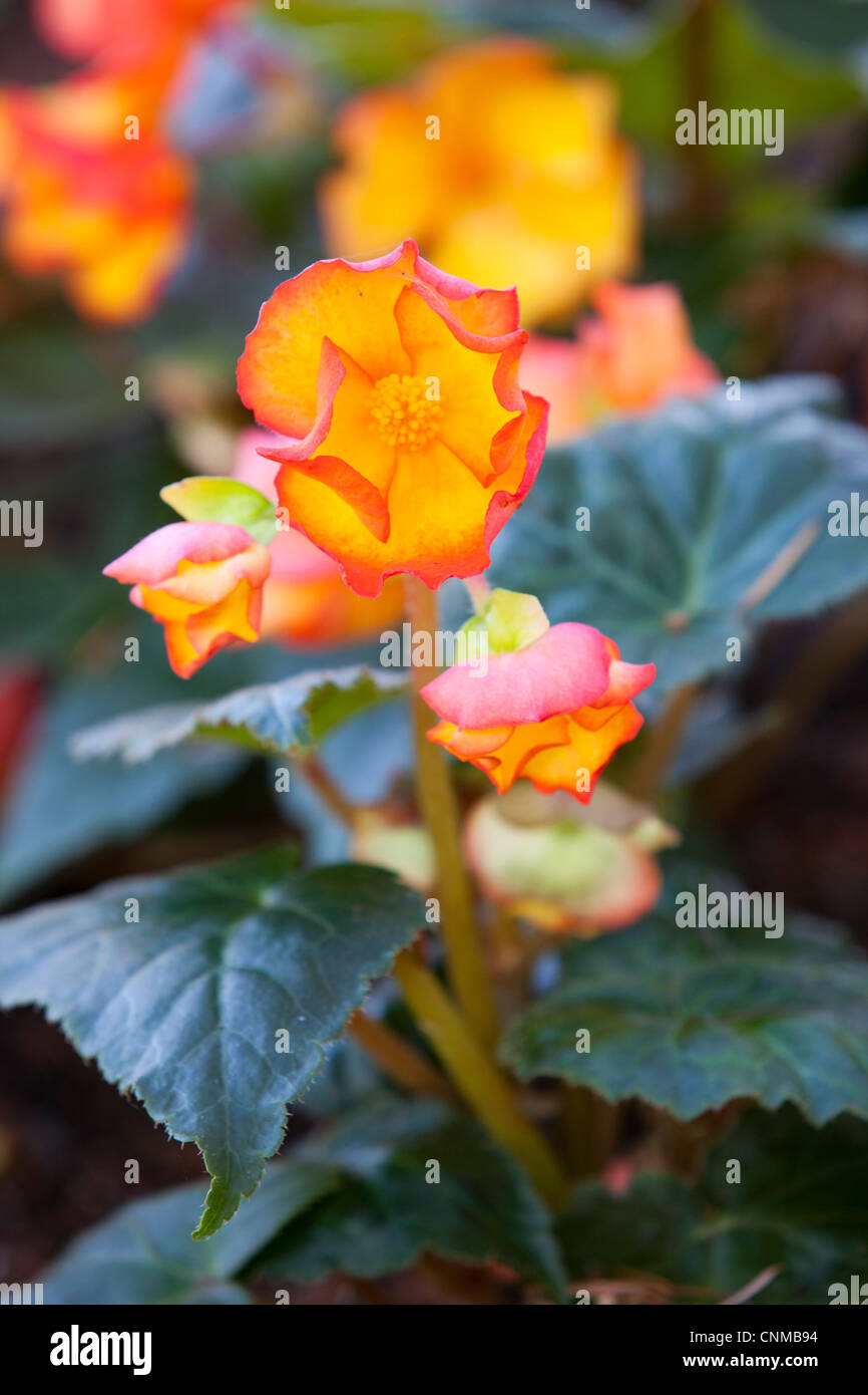 Summer flowers in Beacon Hill Park, Victoria, Canada Stock Photo Alamy