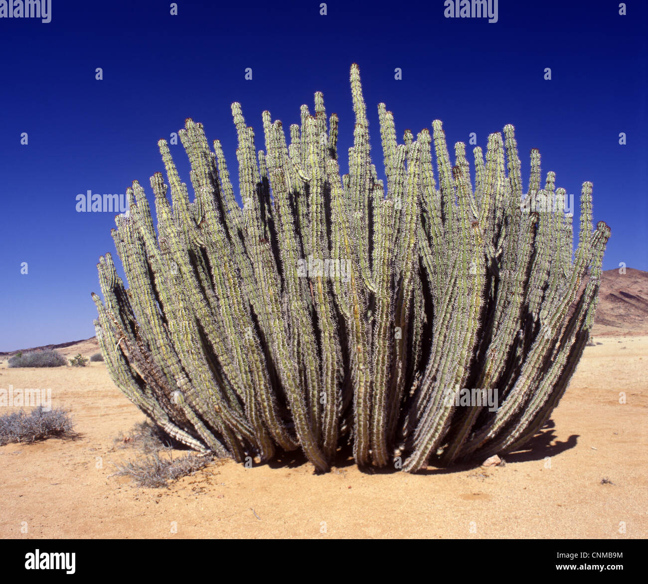 Euphorbia (Euphorbia virosa) Namib Desert / June Stock Photo Alamy