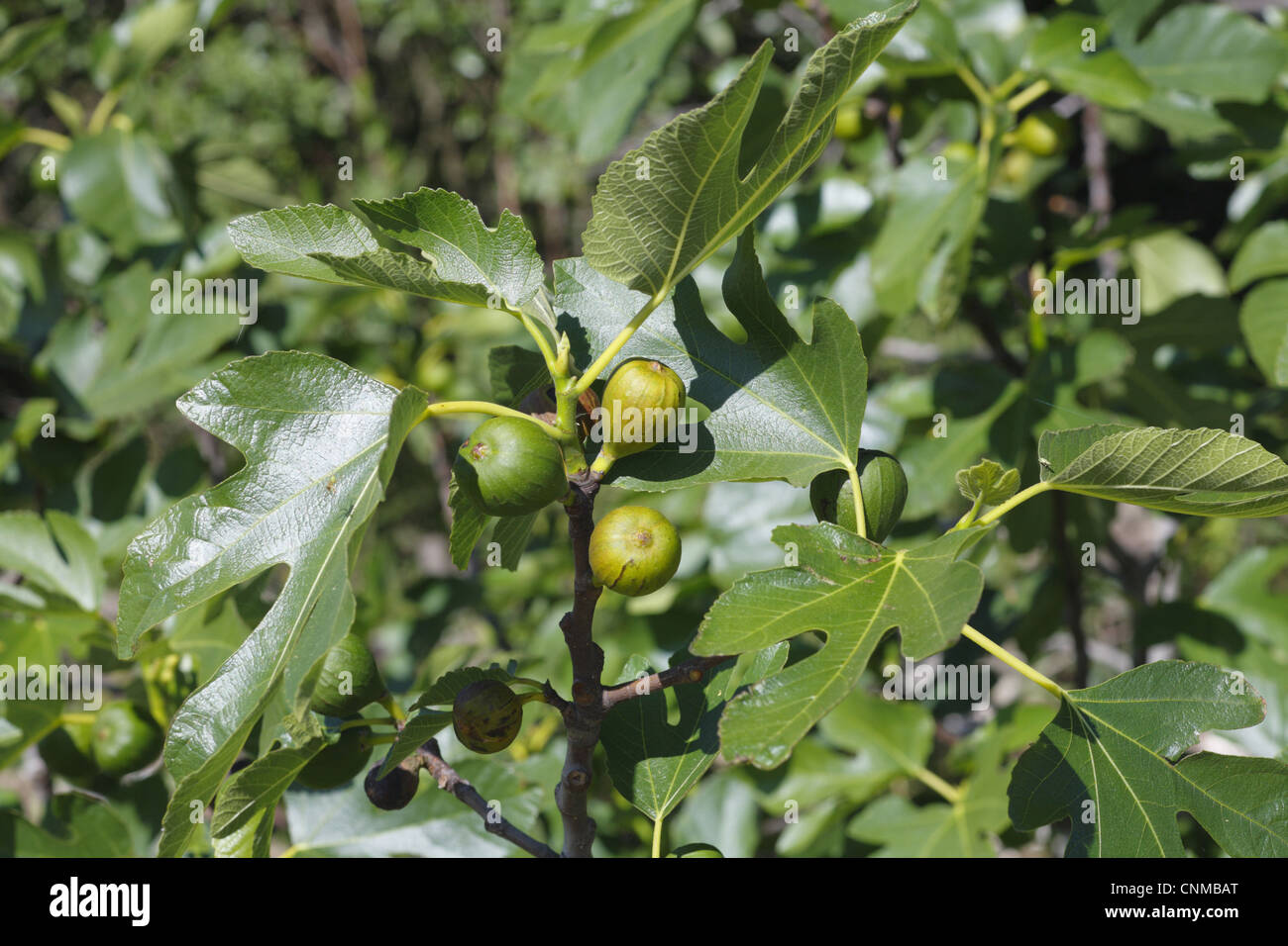 Common Fig Ficus carica ripening fruit in various stages maturity near Minerve Herault Languedoc-Roussillon France may Stock Photo