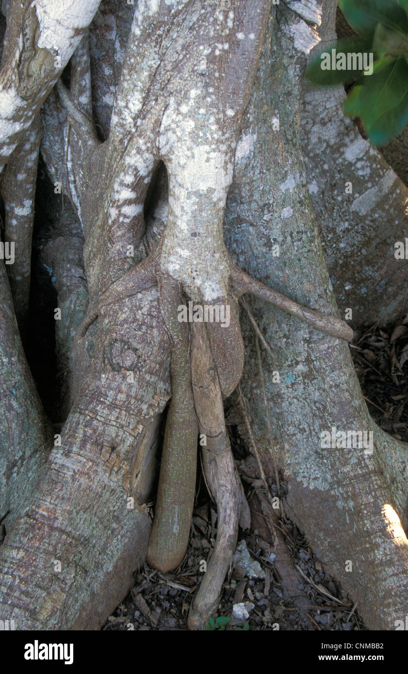 Strangler Fig (Ficus aurea) Roots on host tree Stock Photo