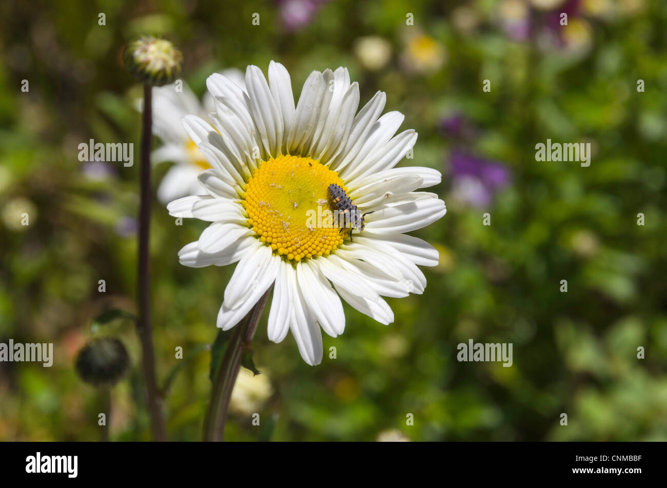 Beetle (Coccinellidae) on a white sun flower. Stock Photo