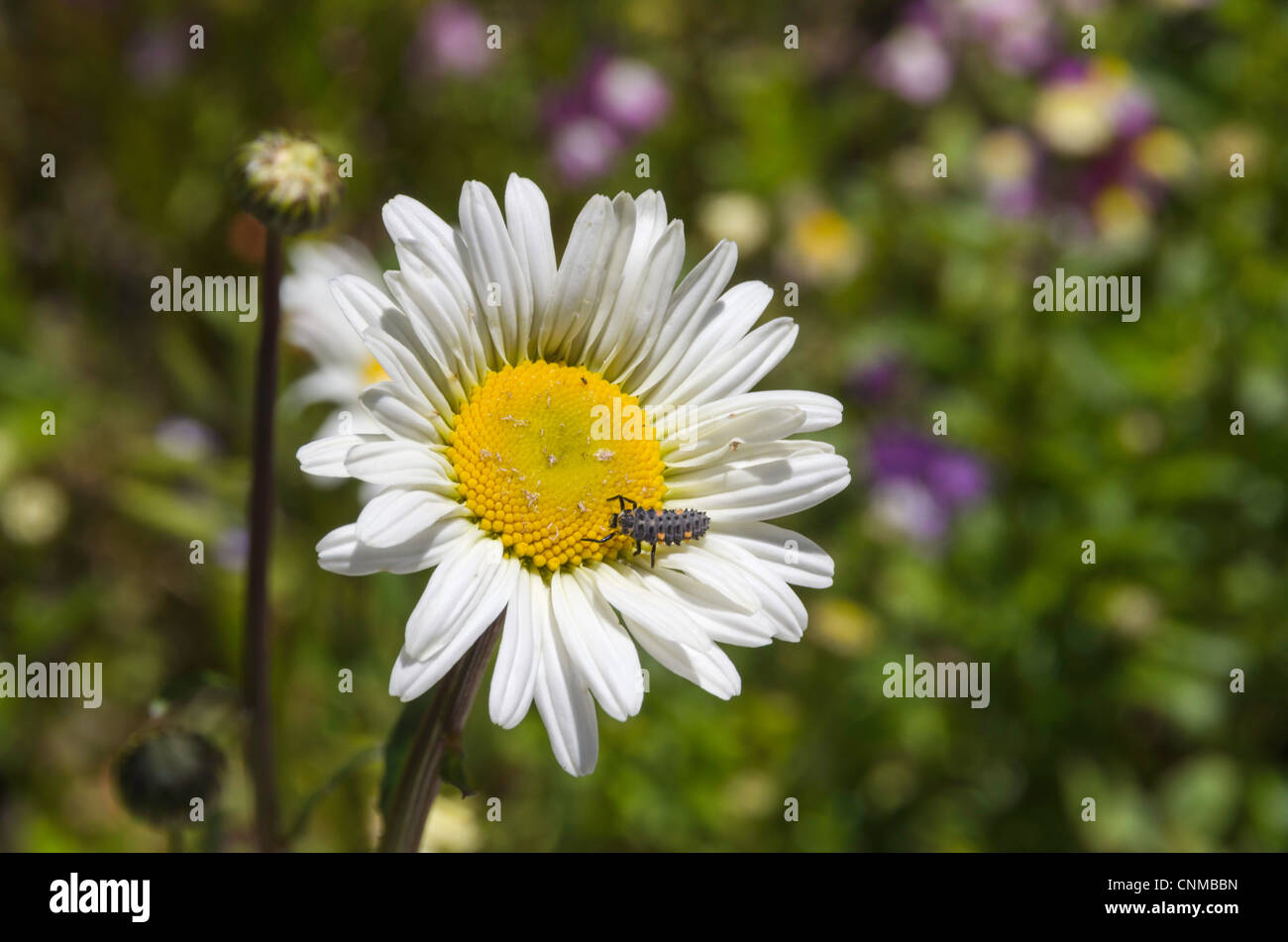 Beetle (Coccinellidae) on a white sun flower. Stock Photo