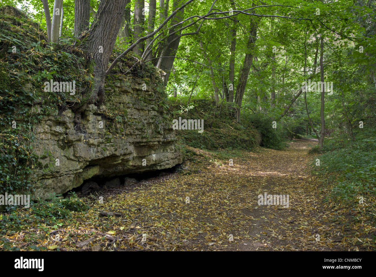 Ancient deciduous woodland habitat, Anston Stones Wood, Worksop