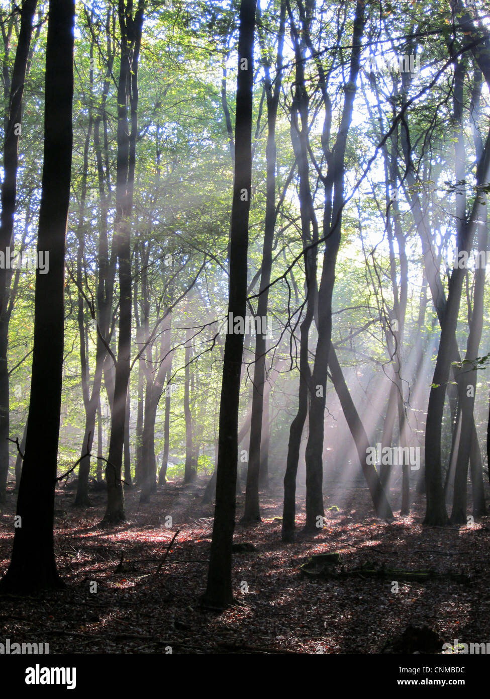 Deciduous woodland habitat with sunbeams, Penn Wood, Chilterns, Buckinghamshire, England, september Stock Photo