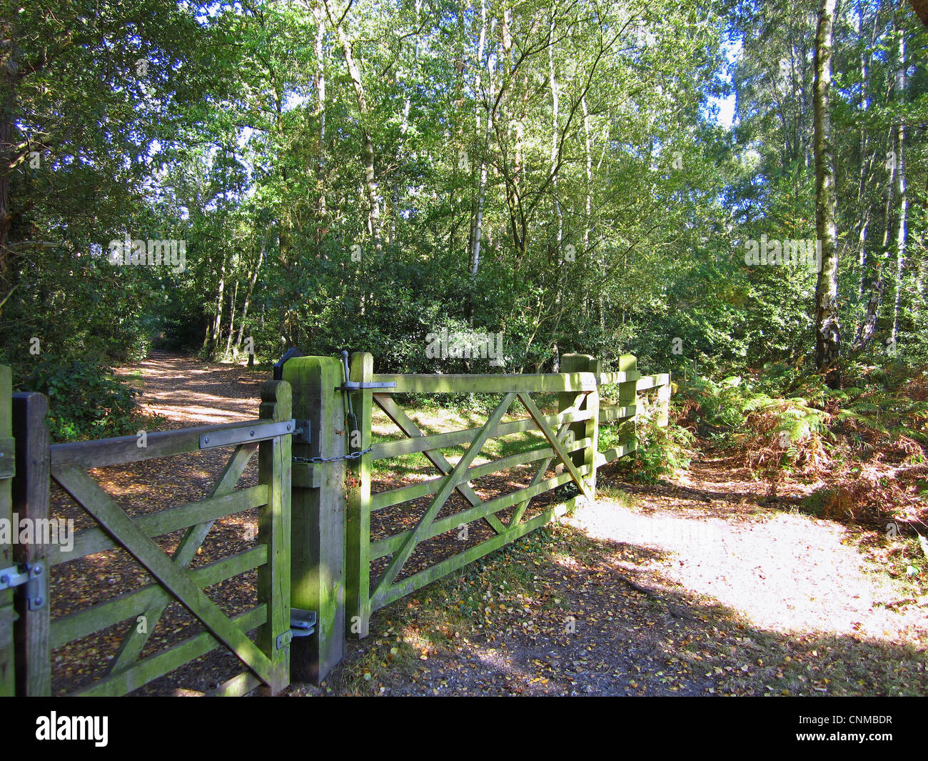 Gate in deciduous woodland habitat, Burnham Beeches N.N.R., Buckinghamshire, England, october Stock Photo