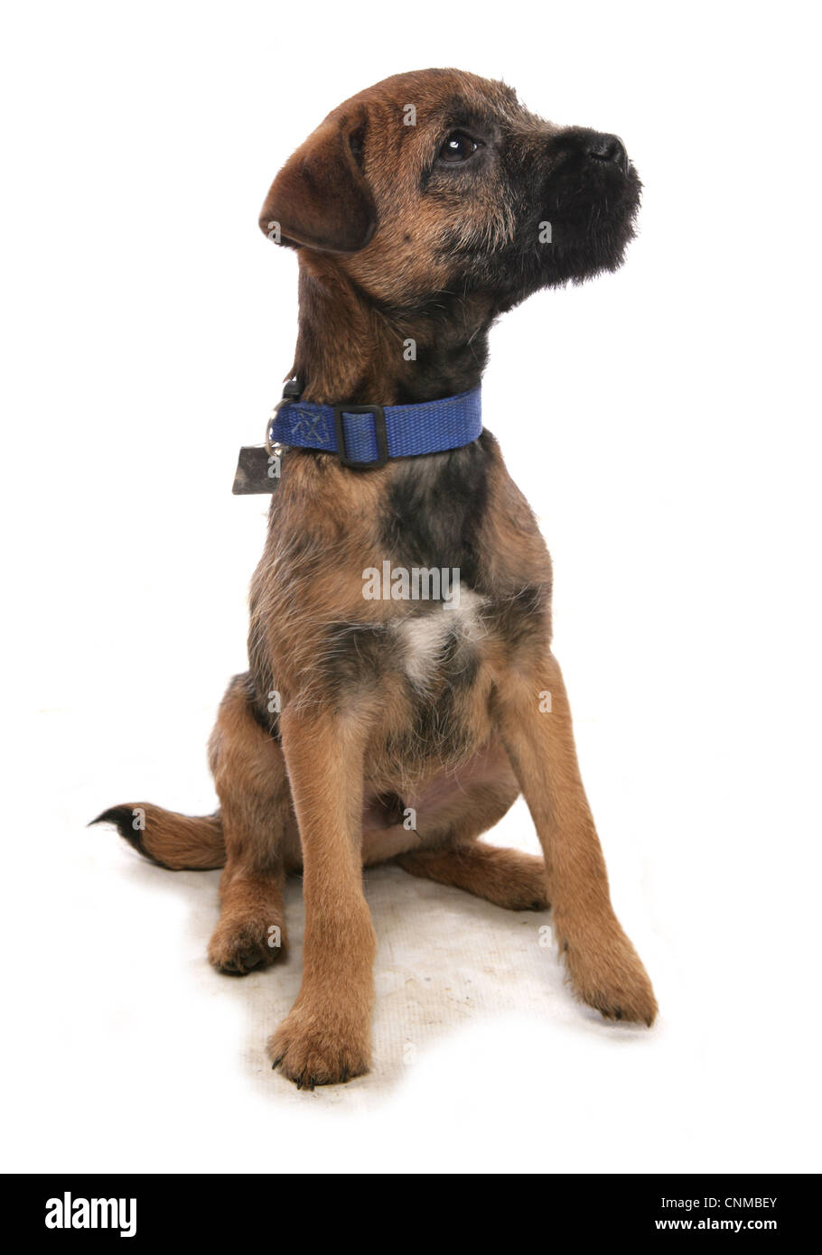 Domestic Dog, Border Terrier, puppy, with collar and tag, sitting Stock Photo