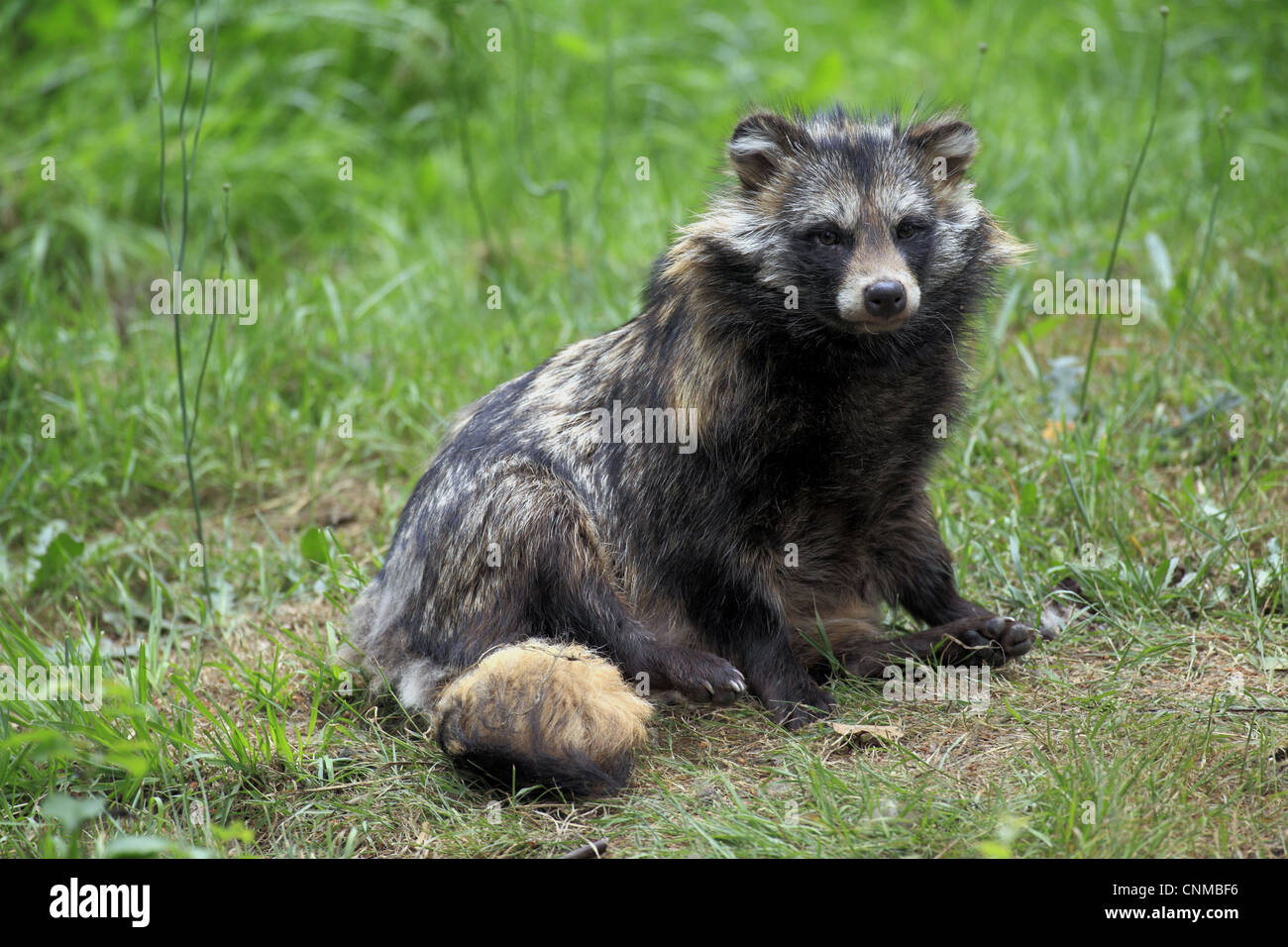 Asian raccoon dog hi-res stock photography and images - Alamy