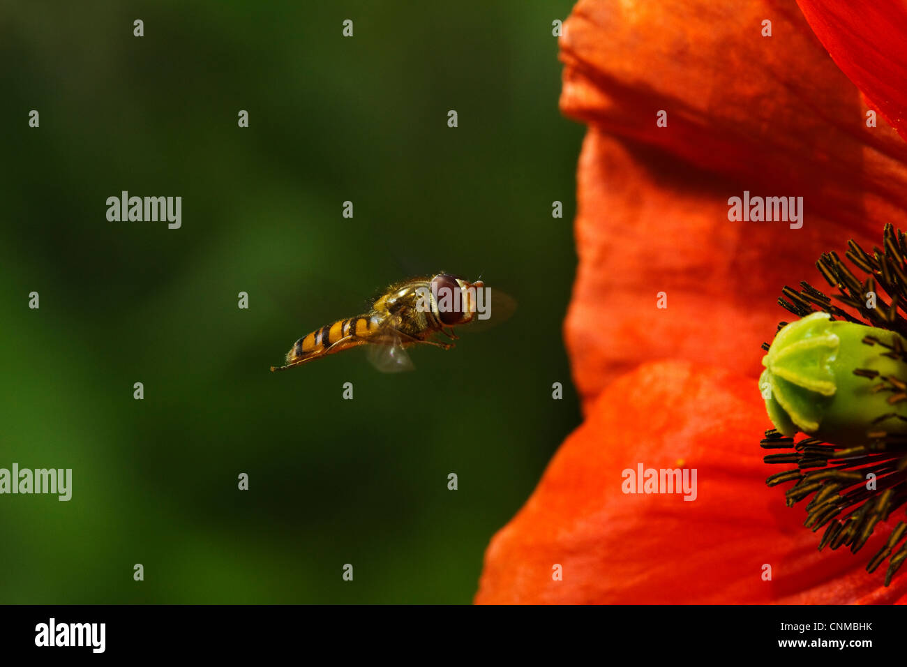Hover fly entering a poppy Stock Photo
