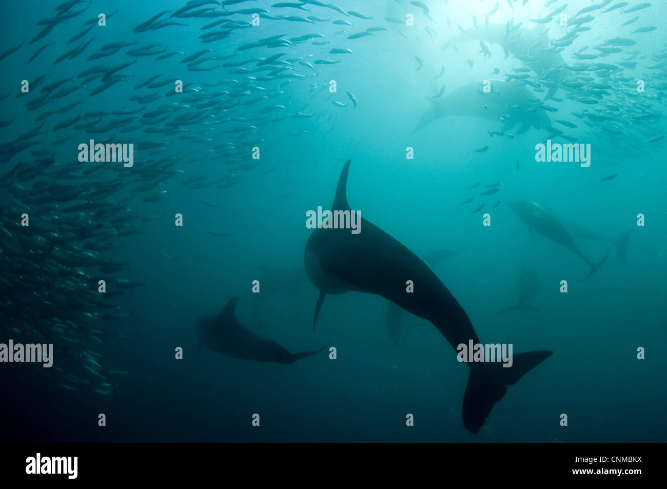 Longbeaked Common Dolphin Delphinus capensis adults group feeding