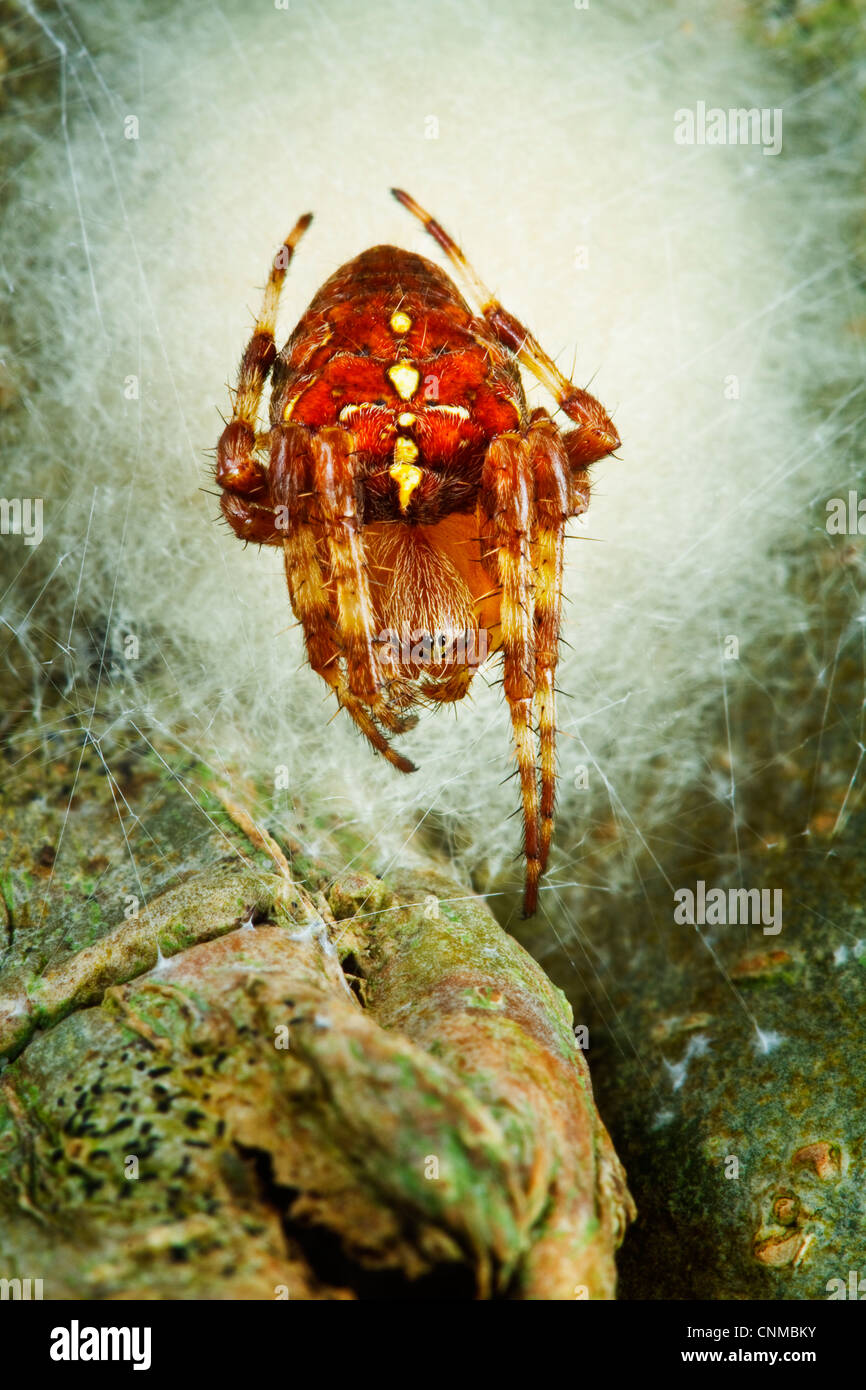Spiders eggs hires stock photography and images Alamy