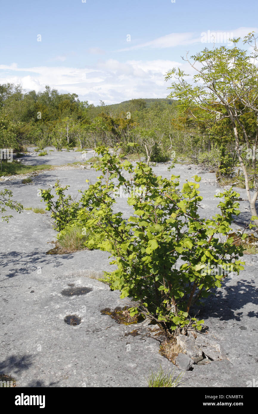 Common Hazel Corylus avellana Common Ash Fraxinus excelsior habit growing crevice limestone pavement habitat Gait Barrows Stock Photo