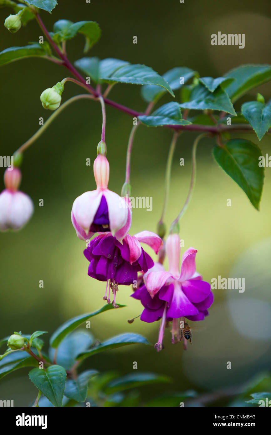 Summer flowers in Beacon Hill Park, Victoria, Canada Stock Photo Alamy