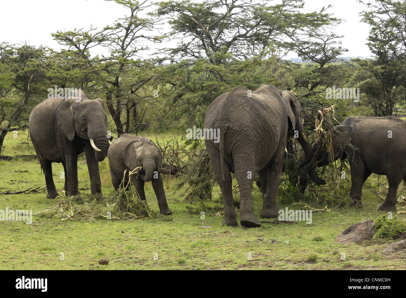 African Elephant (Loxodonta africana) adult females with calves, feeding on acacia trees, Masai Mara, Kenya Stock Photo