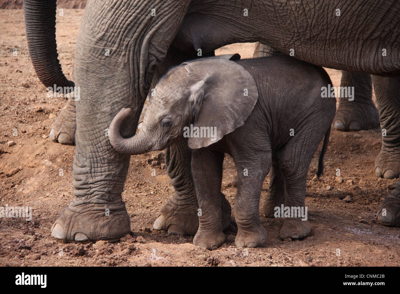 African Elephant Loxodonta africana calf mother standing at salt lick Ark Aberdare N.P Aberdare Mountain Range Kenya Stock Photo
