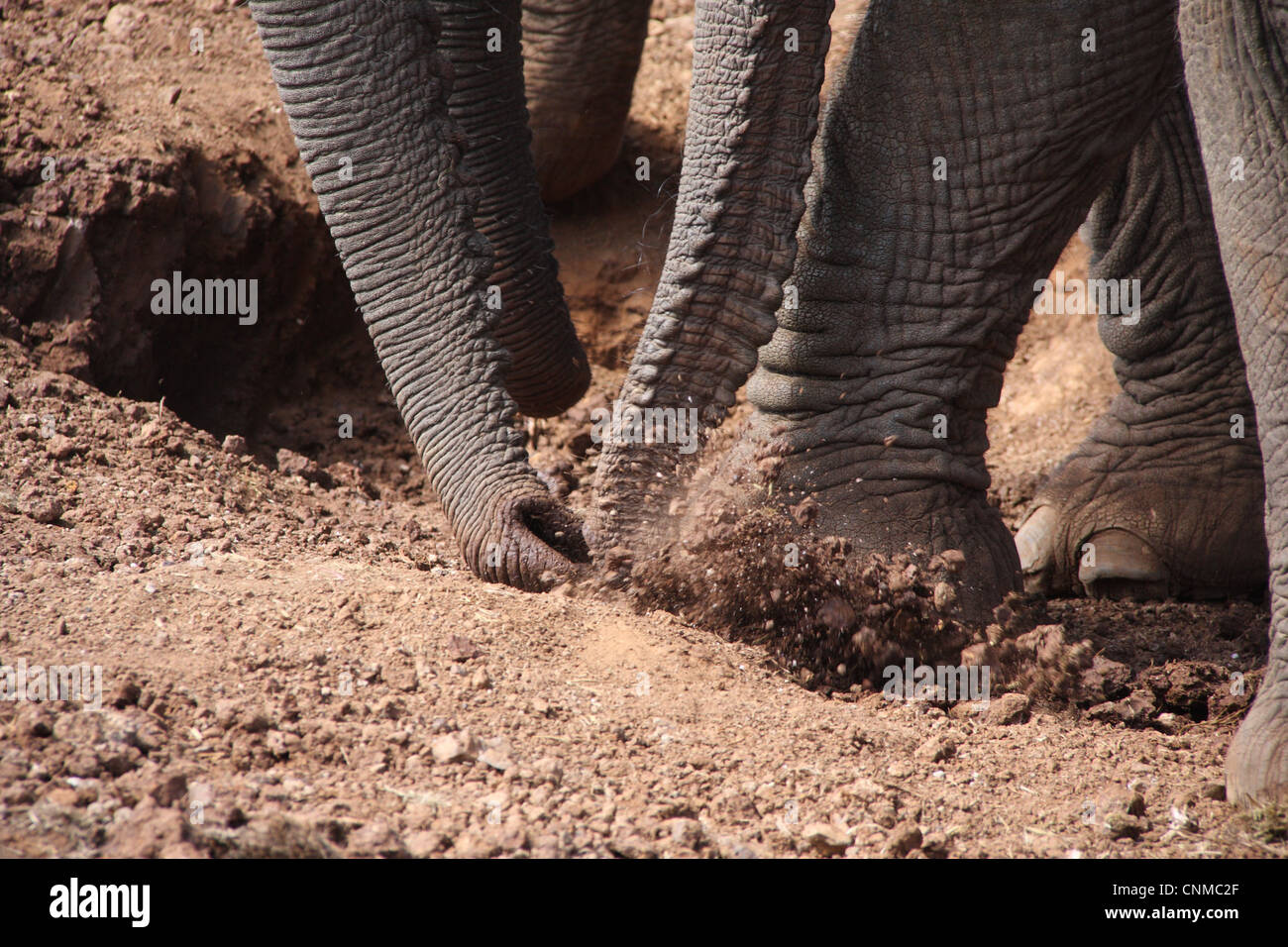 African Elephant Loxodonta africana adults calves close-up trunks feet picking up feeding mineral salts salt lick Ark Aberdare Stock Photo