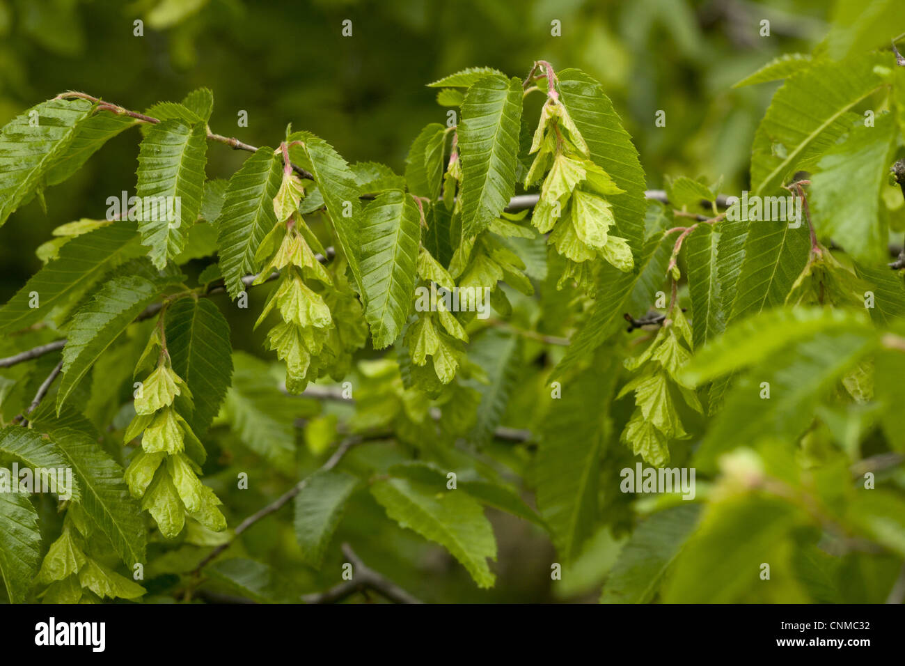 Oriental Hornbeam (Carpinus orientalis) close-up of leaves and fruit, Bulgaria, may Stock Photo