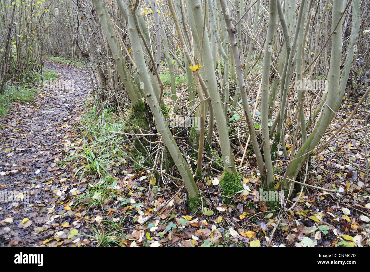 Small-leaved Lime Tilia cordata coppiced stool beside path coppice woodland reserve Bradfield Woods N.N.R Bradfield St George Stock Photo