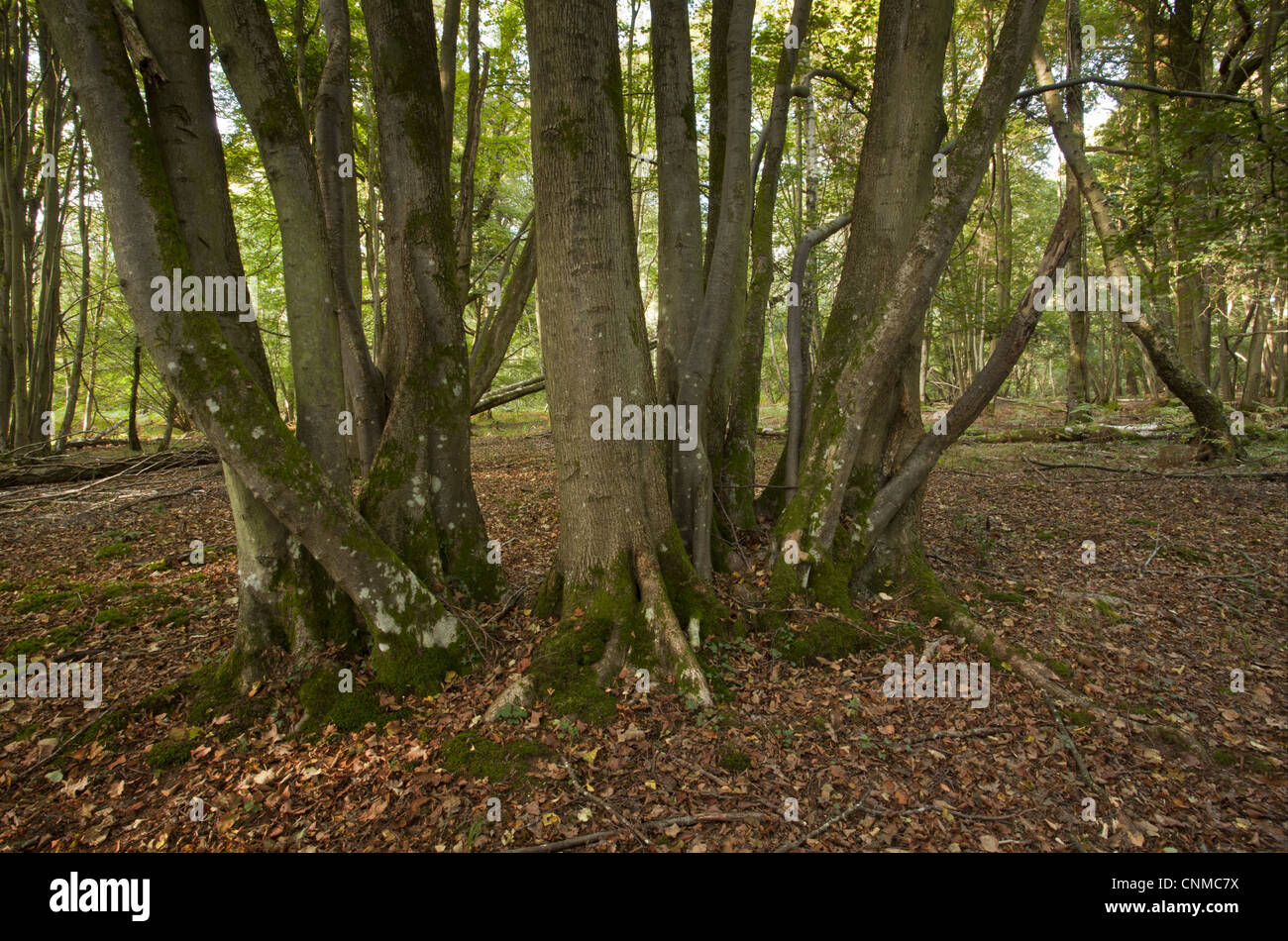 Small-leaved Lime Tilia cordata ancient coppiced trunk growing woodland habitat Langley Wood National Nature Reserve Wiltshire Stock Photo